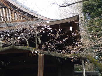 東京の桜　靖国神社　標本木