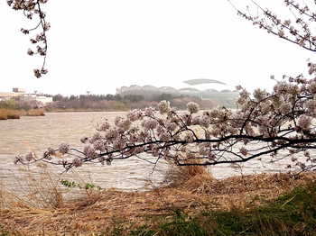 桜2021　新潟市中央区　開花宣言3/29当日の鳥屋野潟の桜