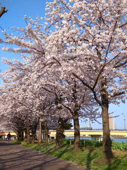新潟市　やすらぎ堤の桜