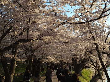 弘前公園　桜のトンネル